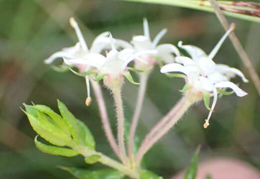 Image of Agathosma acutissima Dümmer