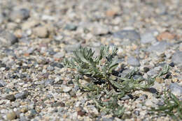 Image of broad-leaved cutweed