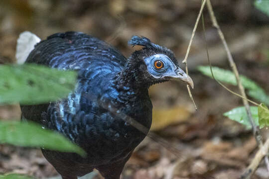 Image of <i>Lophura rufa</i>