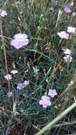 صورة Dianthus campestris M. Bieb.