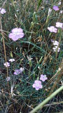 صورة Dianthus campestris M. Bieb.