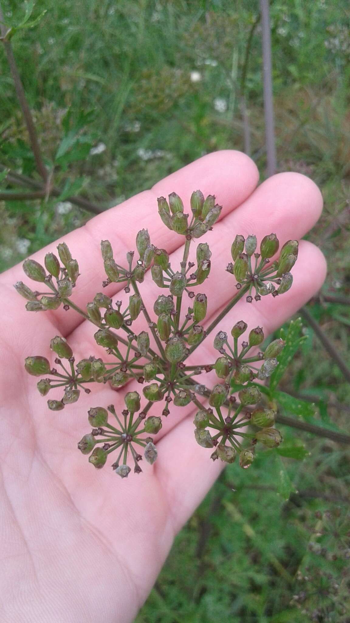 Image of Texas prairie parsley