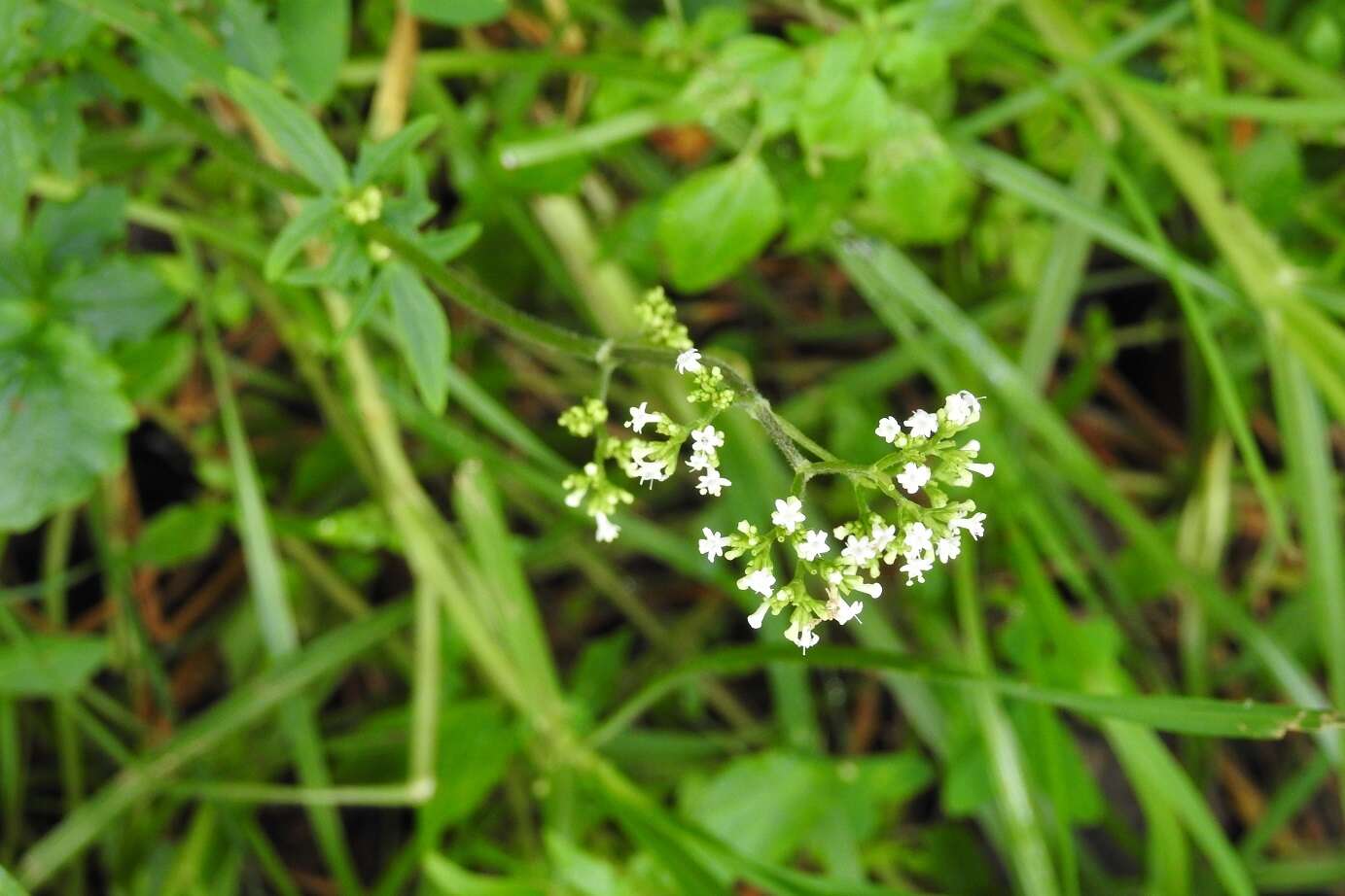 Image of Valeriana oaxacana Barrie