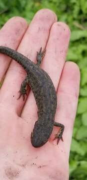 Image of Mexican black-spotted newt