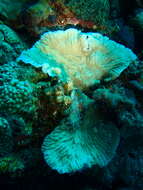 Image of Crispy Crust Coral