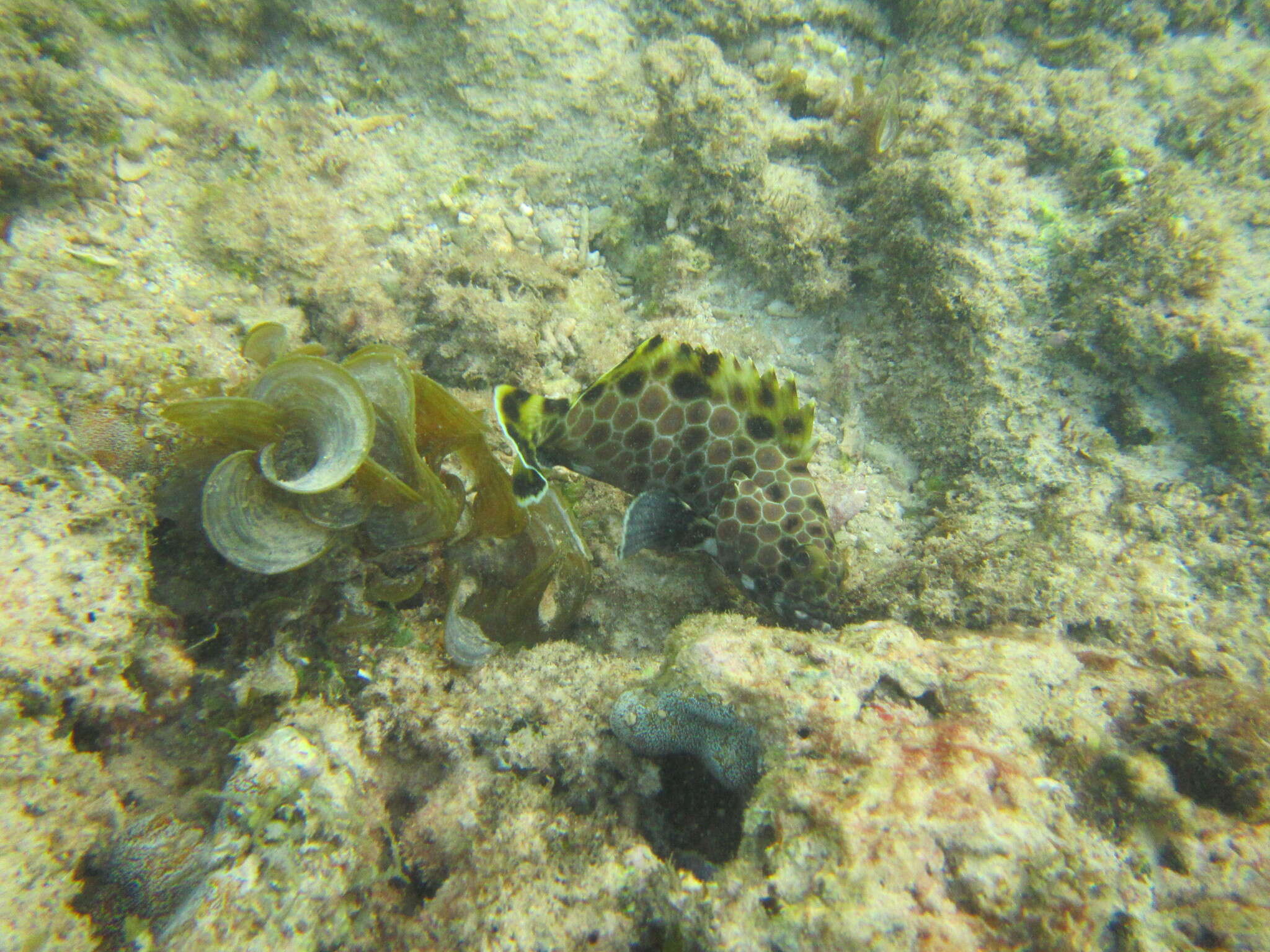 Слика од Epinephelus macrospilos (Bleeker 1855)