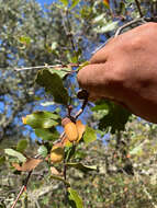 Image of hybrid oak