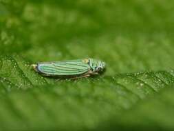 Image of Blue-Green Sharpshooter