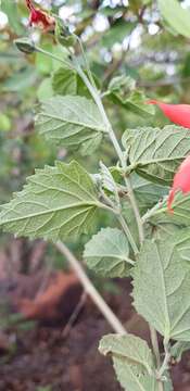 Hibiscus waterbergensis Exell的圖片