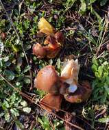 Image of Hygrophorus siccipes A. H. Sm. & Hesler 1954