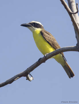 Image de Megarynchus pitangua pitangua (Linnaeus 1766)