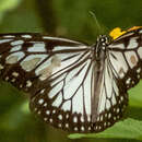 Ideopsis juventa Cramer 1777 resmi