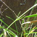 Sivun Zygostigma australe Griseb. kuva