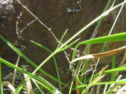 Sivun Zygostigma australe Griseb. kuva