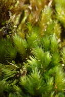 Image of palamocladium moss