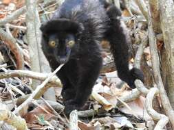 Image of Blue-eyed Black Lemur