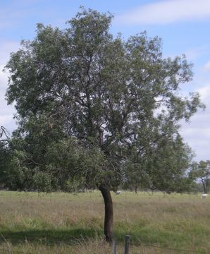 Image of <i>Atalaya hemiglauca</i> F. Müll. ex Benth.
