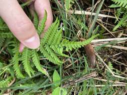 Image de Coryphopteris castanea (Tagawa) Y. Hang Chang, Ebihara & L. Y. Kuo