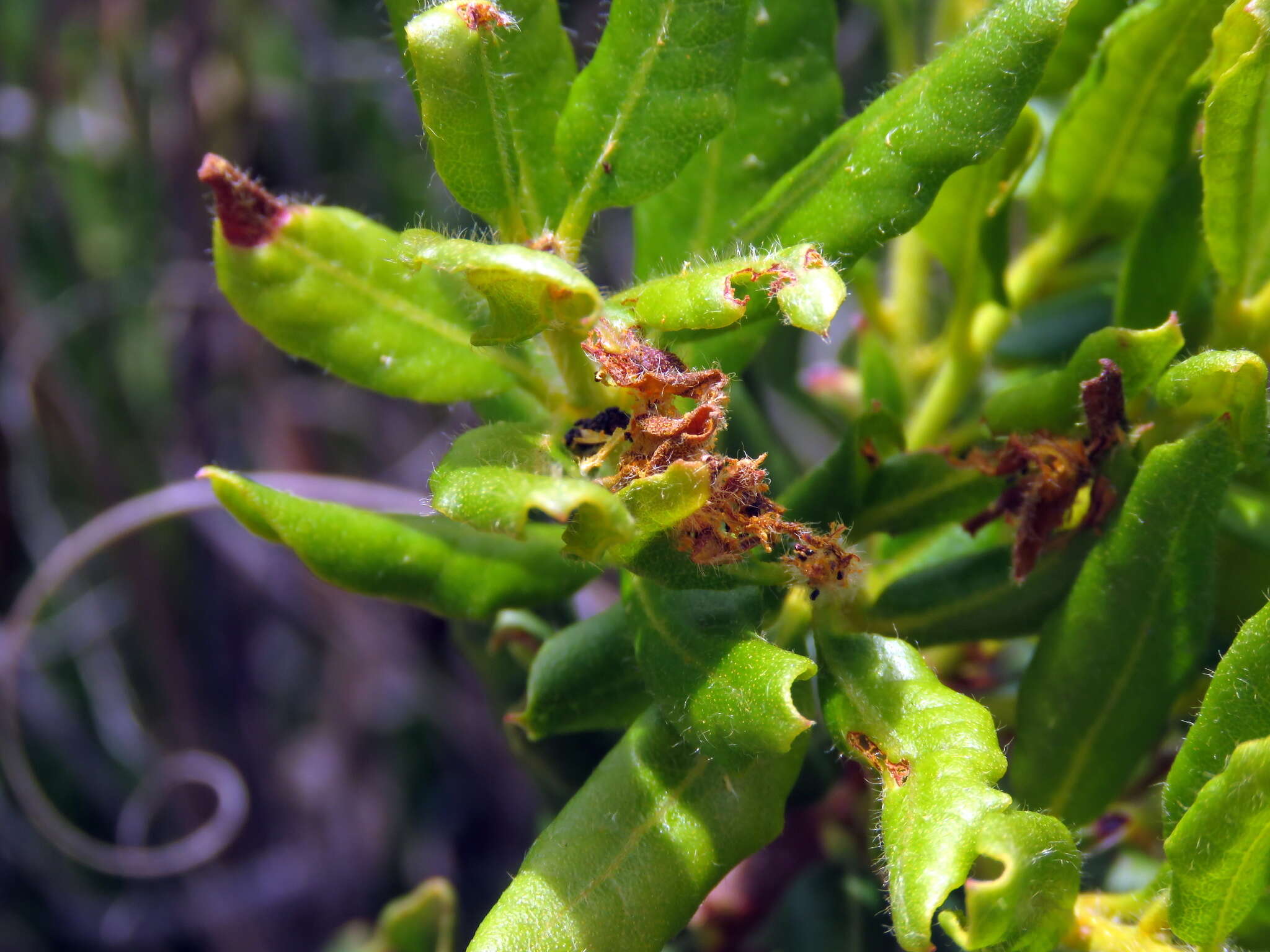 Image of Morella kraussiana (Buchfinger ex Meisn.) D. B. Killick