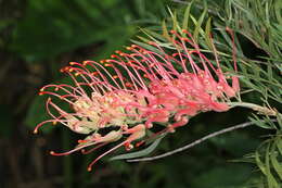 Imagem de Grevillea banksii R. Br.