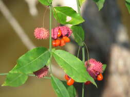 Euonymus americanus L. resmi