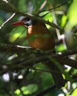 Actenoides monachus capucinus (Meyer, AB & Wiglesworth 1896) resmi