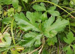 Image of Hoffmann's blacksnakeroot