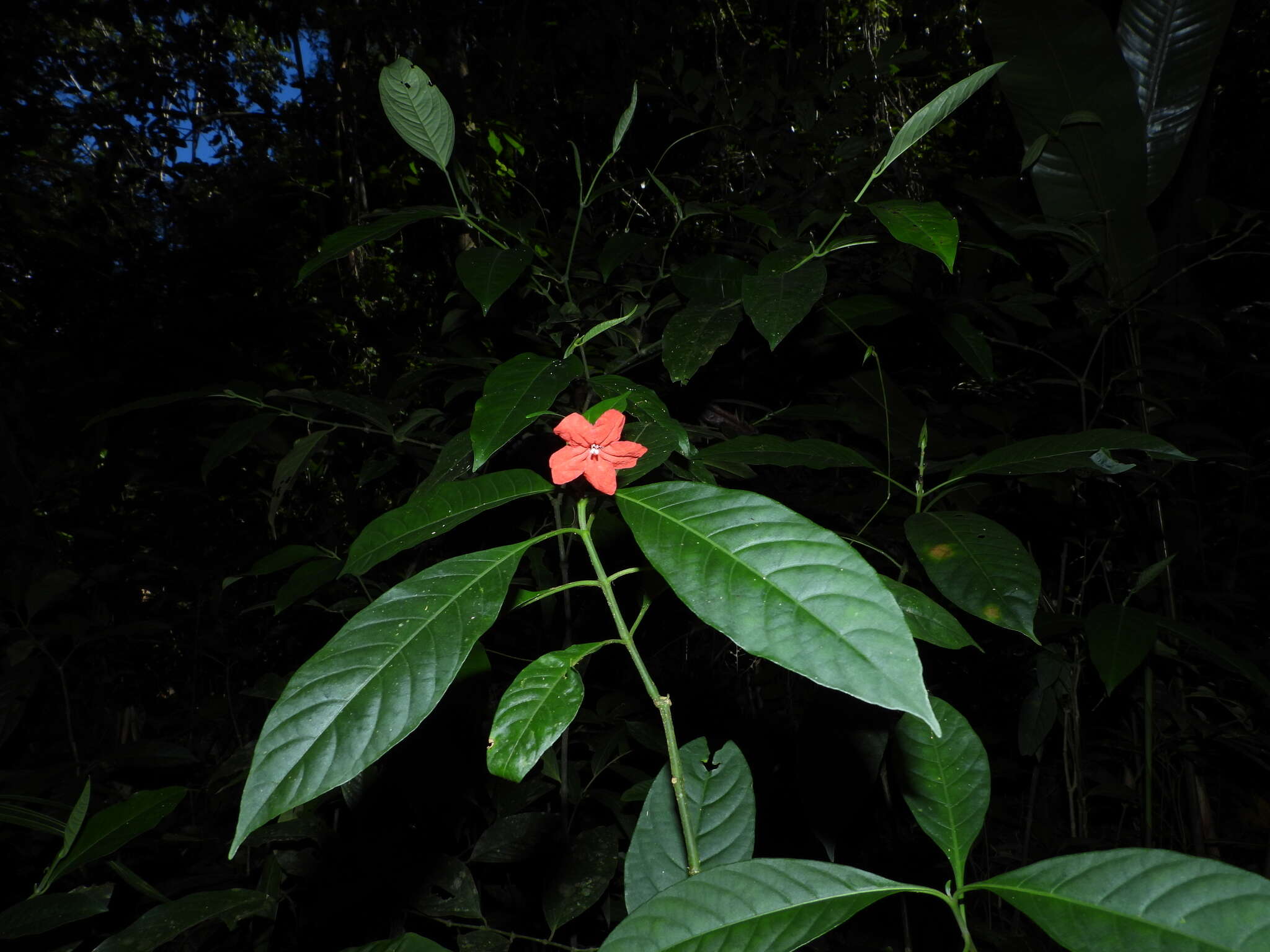 Imagem de Ruellia schnellii D. C. Wassh.