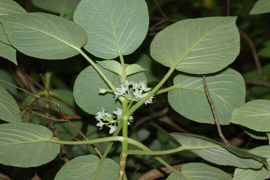 Image of heartleaf cyrtandra