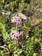 صورة Pimelea alpina F. Müll. ex Meissn.