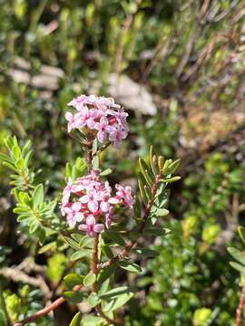 Image of Pimelea alpina F. Müll. ex Meissn.