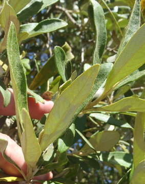 صورة Tarchonanthus littoralis