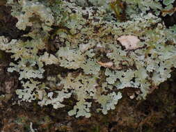 Image of Physcia atrostriata Moberg