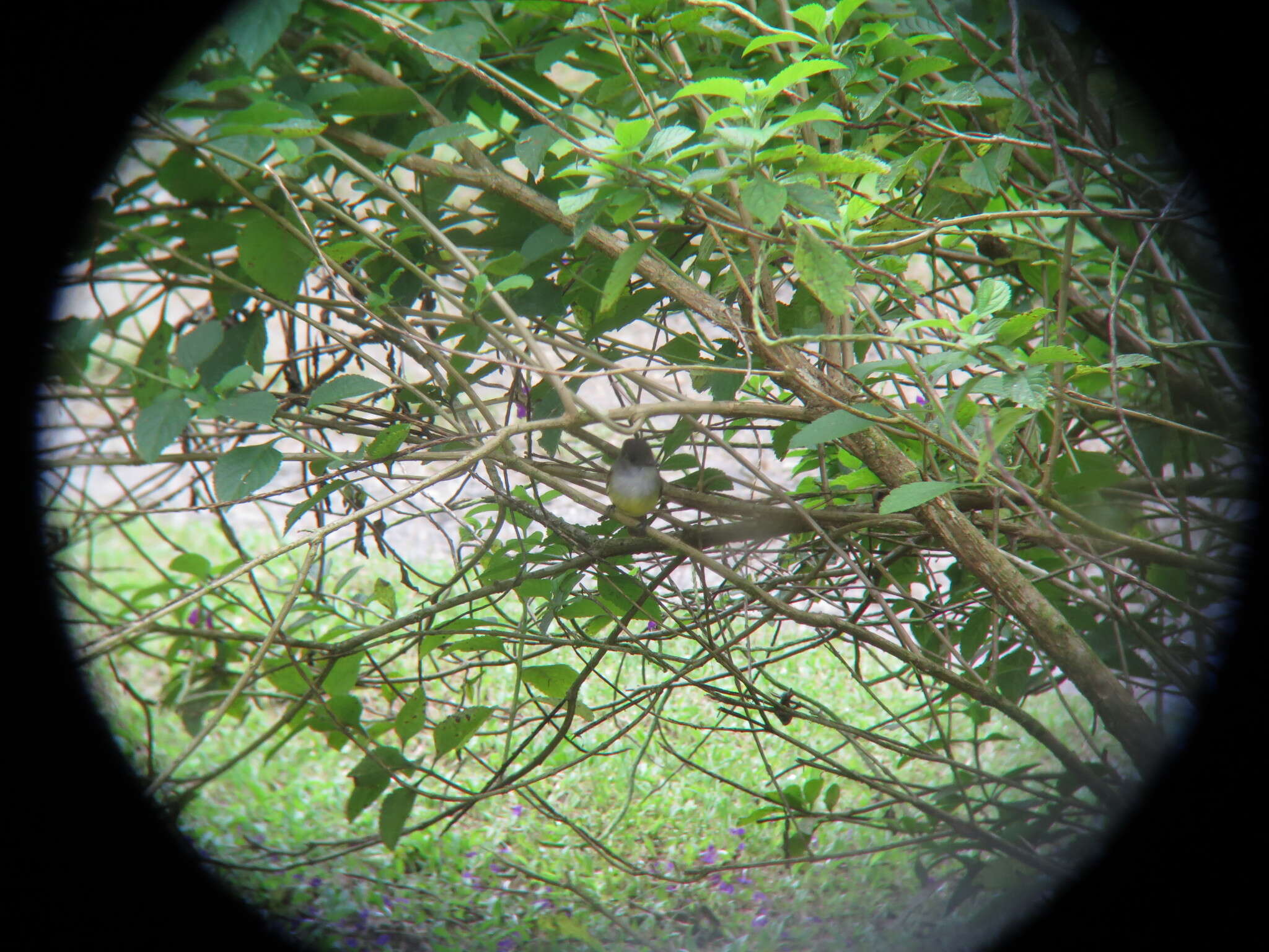 Image of Dusky-capped Flycatcher