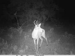 Image of Bohor Reedbuck