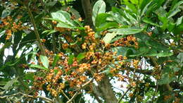 Image of Talisia macrophylla (C. Martius) Radlk.