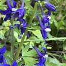 Image of Baker's delphinium