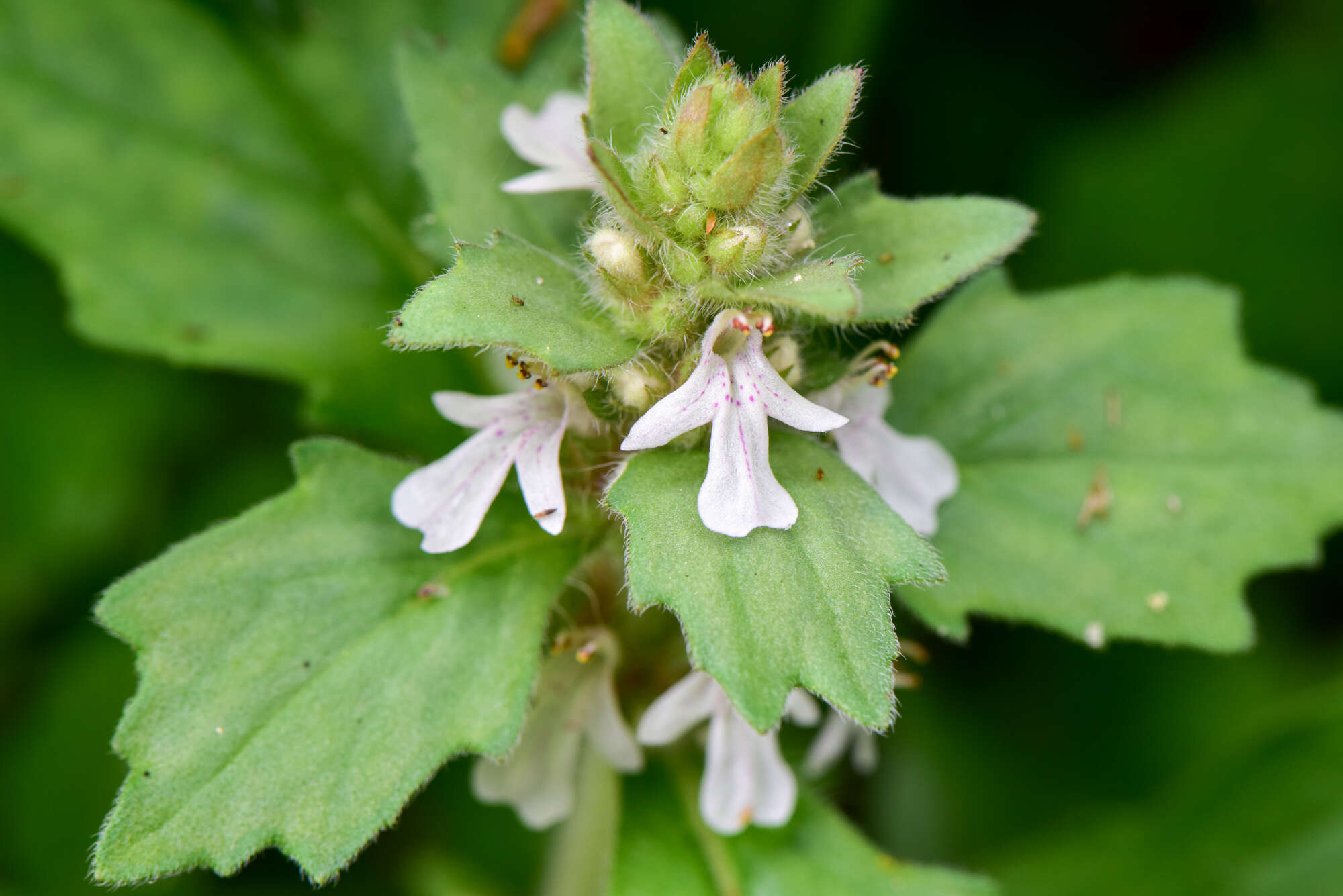 Image of Ajuga nipponensis Makino