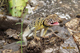 Image of Reticulate Collared Lizard