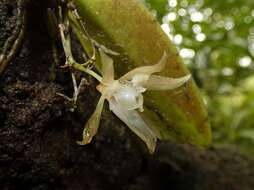 Image of Trichocentrum capistratum Linden & Rchb. fil.