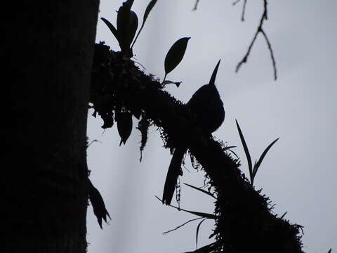 Image of Coppery-chested Jacamar