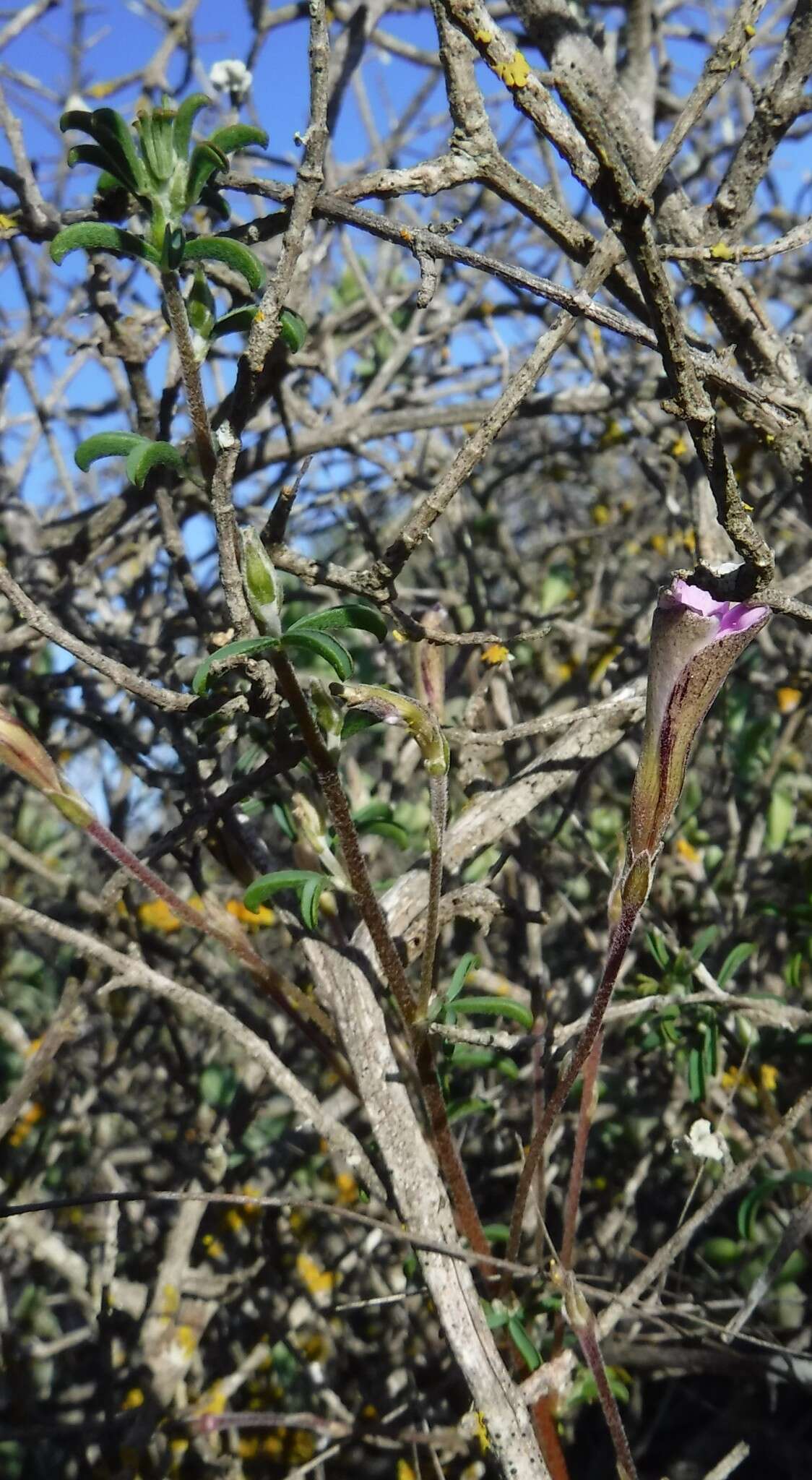 Sivun Oxalis subsessilis L. Bolus kuva