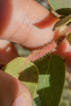 Image of Eastwood's manzanita