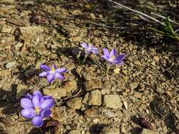 Image de Syringodea longituba subsp. violacea (M. P. de Vos) Goldblatt & J. C. Manning