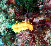 Image of robust sea cucumber