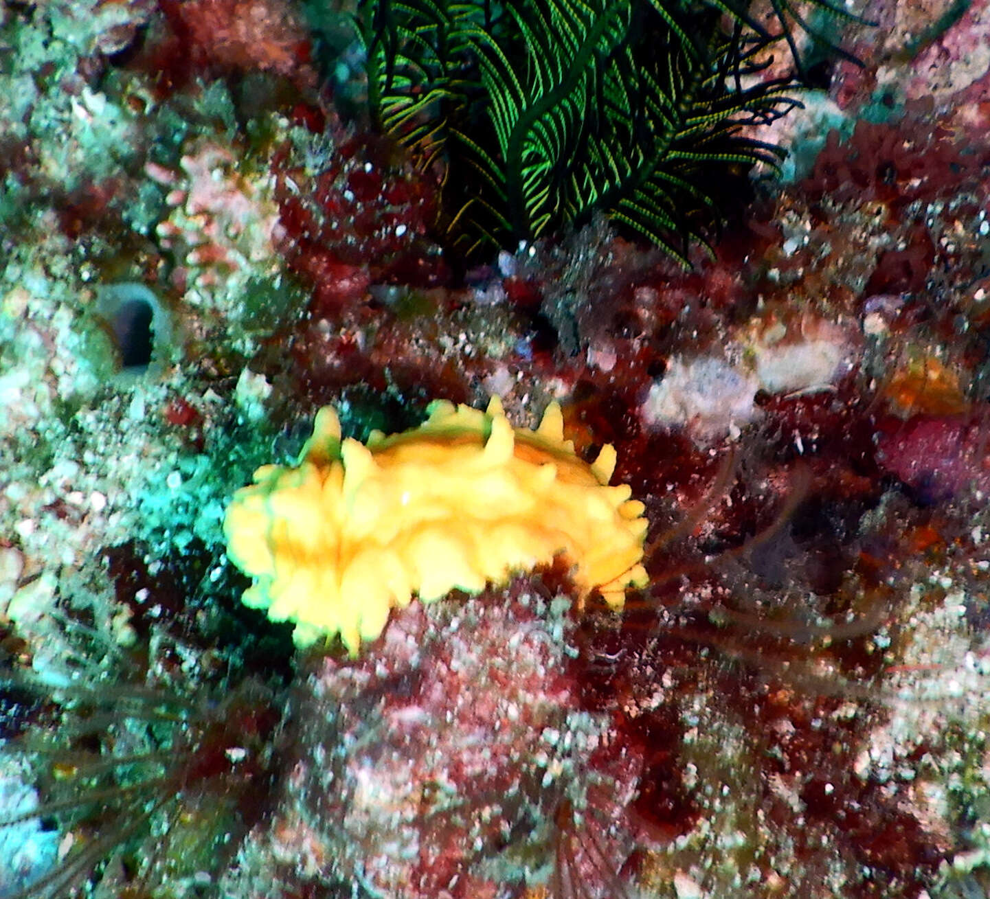 Image of robust sea cucumber