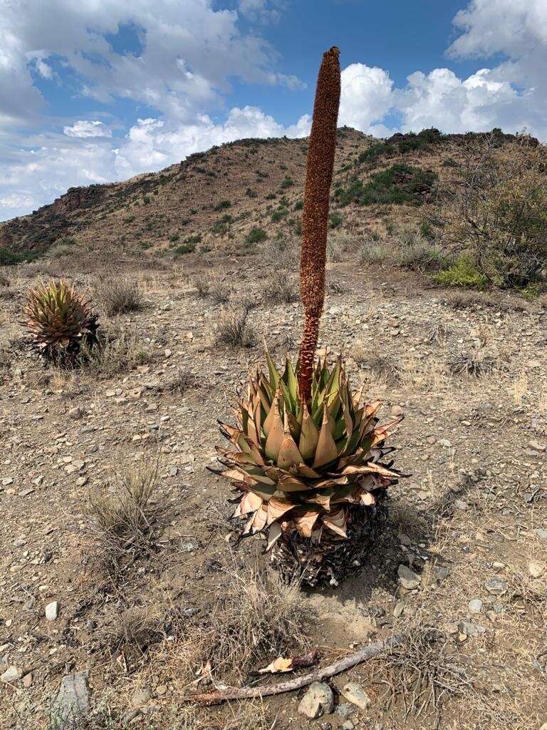 Aloe broomii Schönland resmi