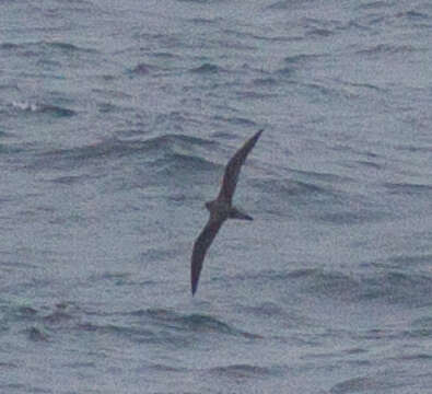 Image of Hawaiian Petrel