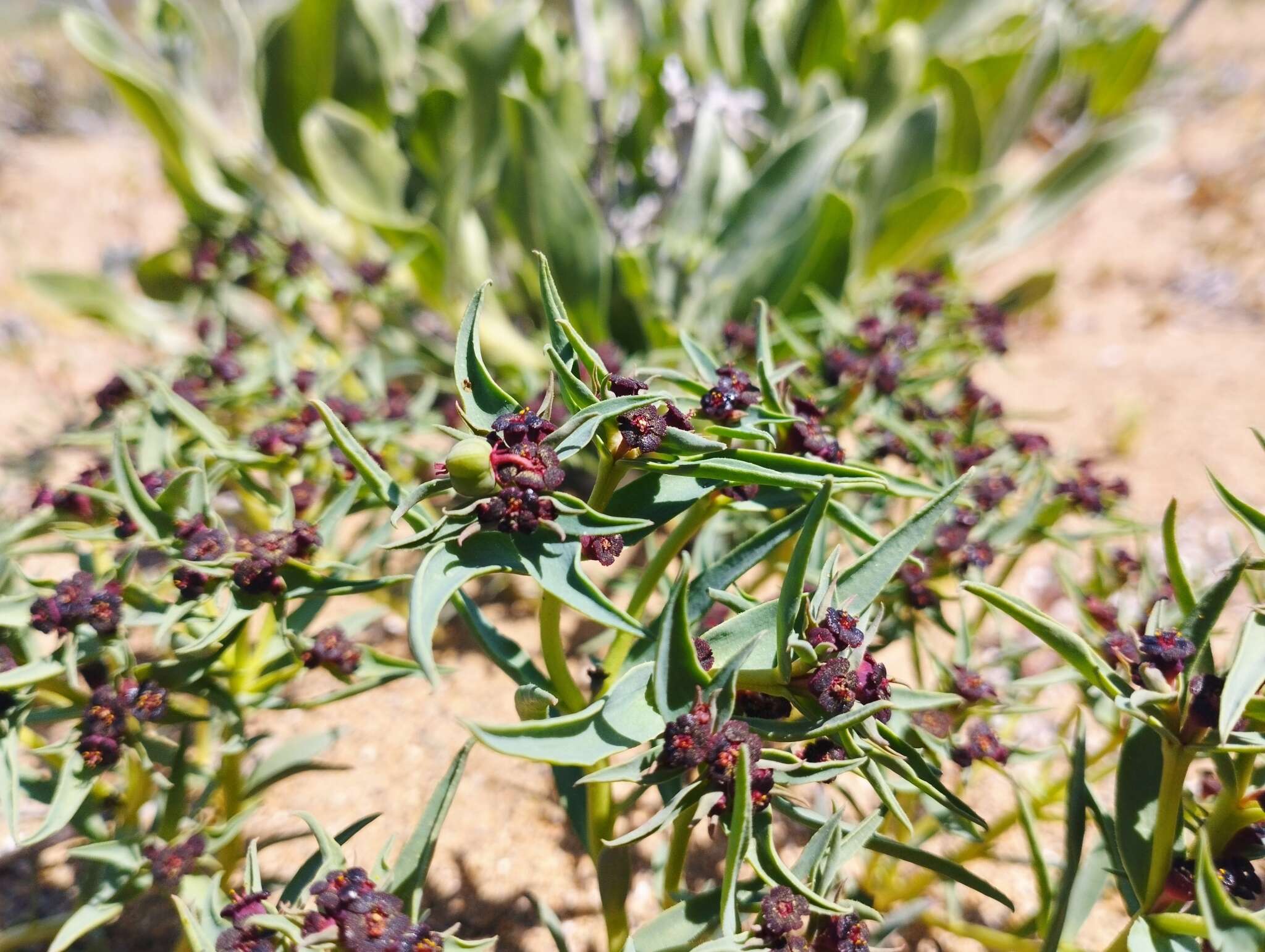 Sivun Euphorbia thinophila Phil. kuva