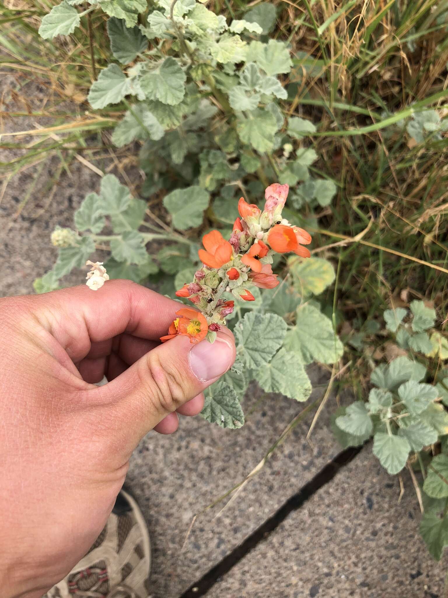 Image of small-leaf globemallow